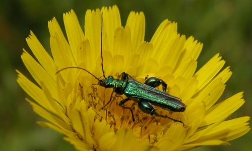 Riconoscimento delle Oedemera e Anogcodes  italiane (Oedemeridae)